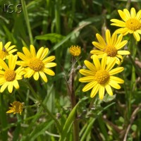 Marsh Ragwort